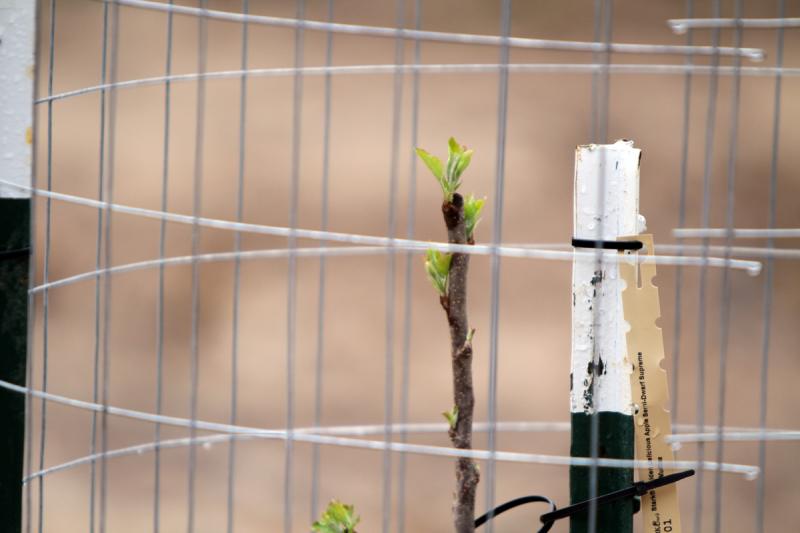 Apple Trees