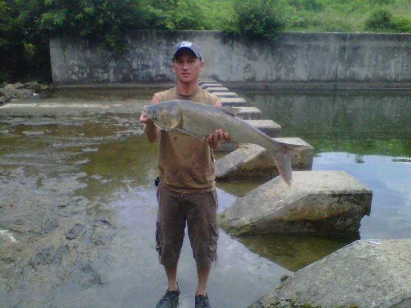 AsianCarp7 16