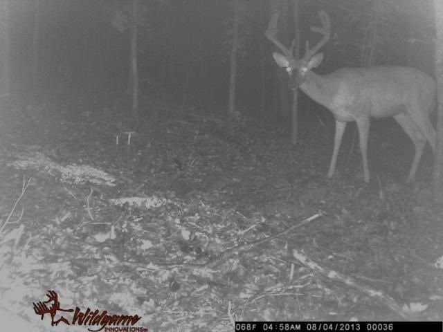 Back yard buck