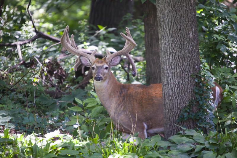 backyard buck 1