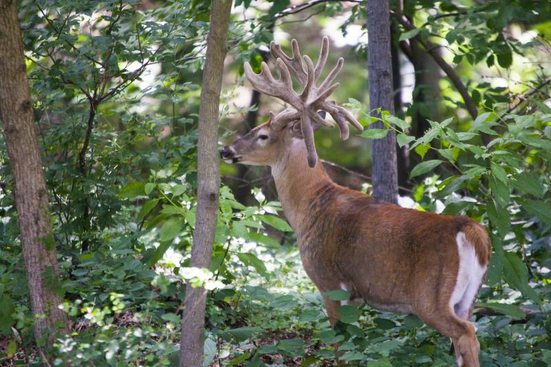 backyard buck 2