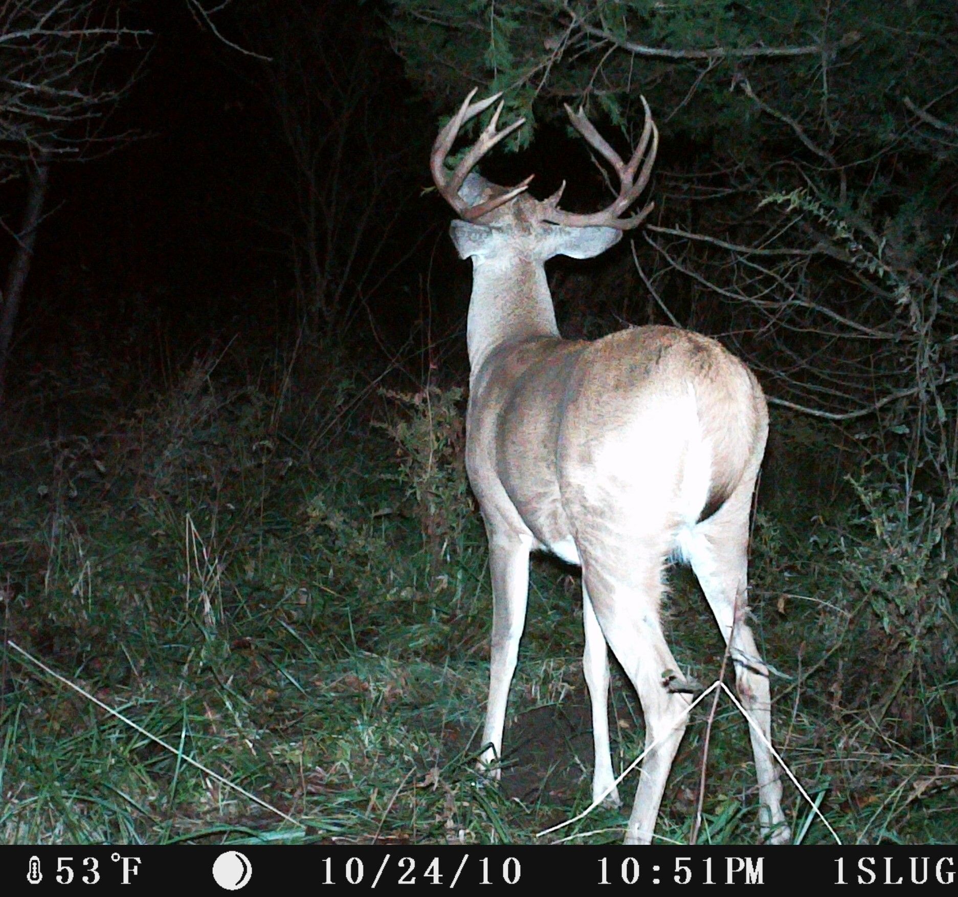 Big Buck 1