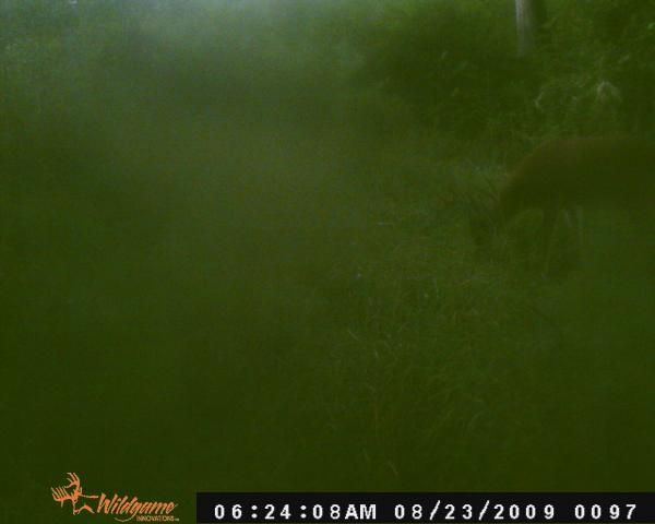 big buck 1