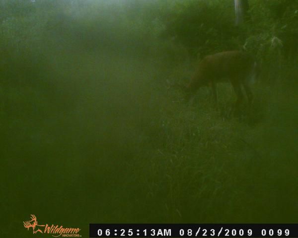 big buck 3