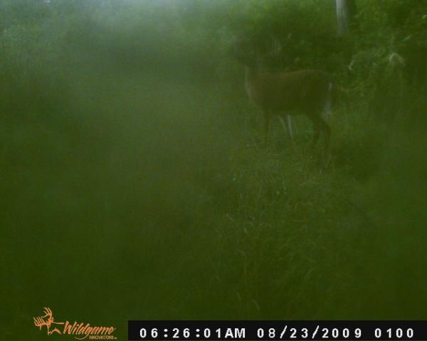 big buck 4