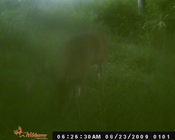 big buck 5