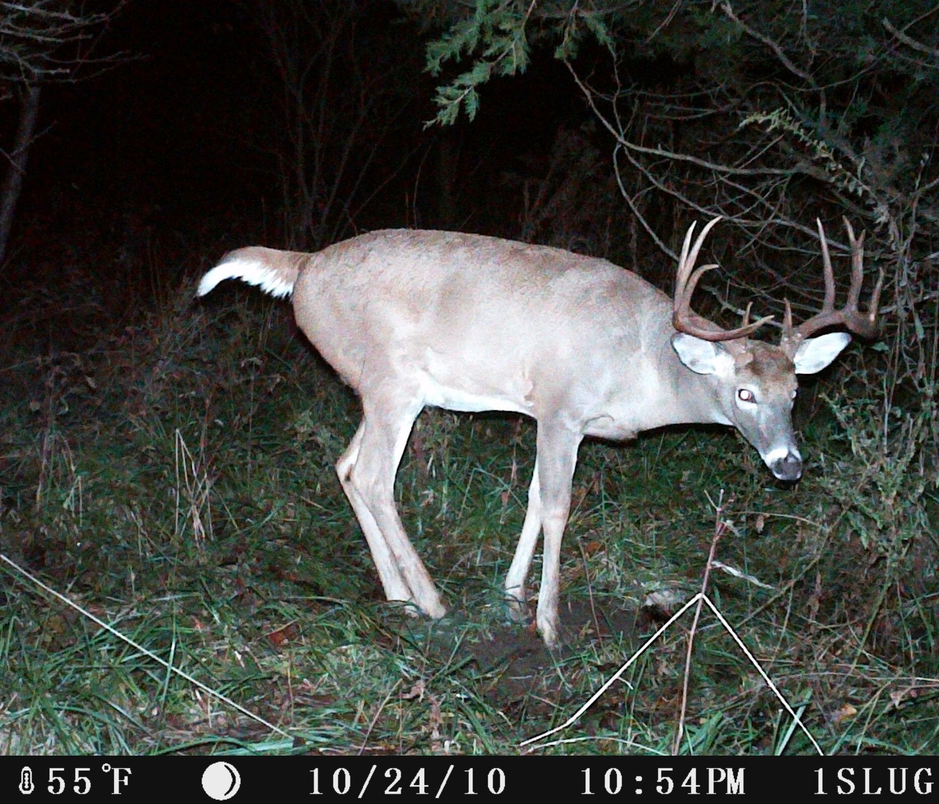 Big Buck 6