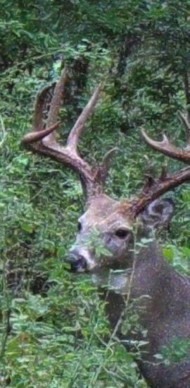 Big Buck Chuck Hard Horned