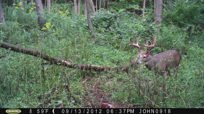 big buck chuck sept 13