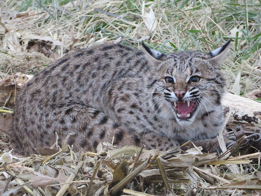 Bobcat Pissed off