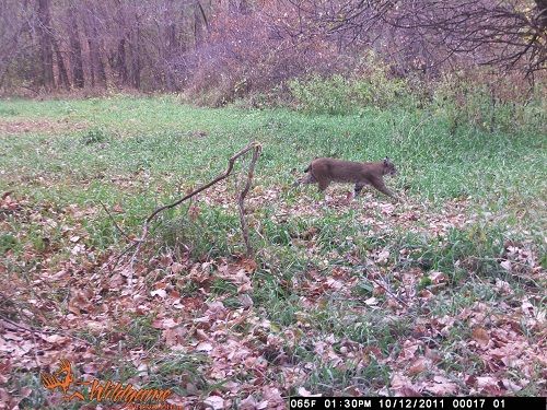 bobcat