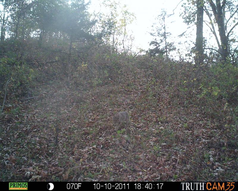 bobcat