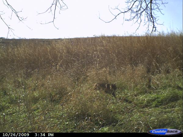 Bobcat