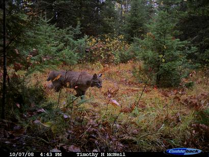 bobcat