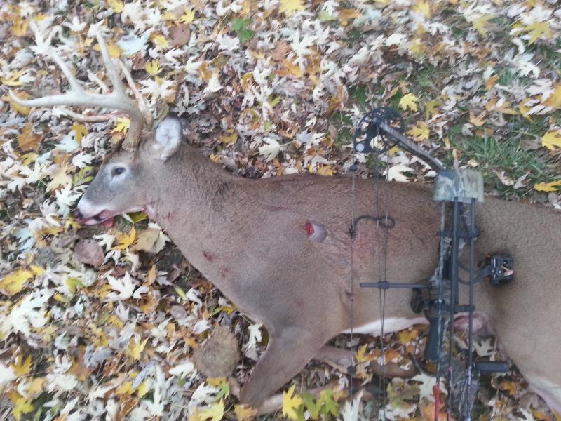 Bow Kill 2013