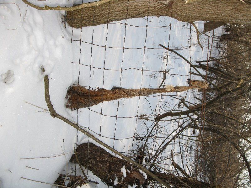 Bowman Sheds 2010