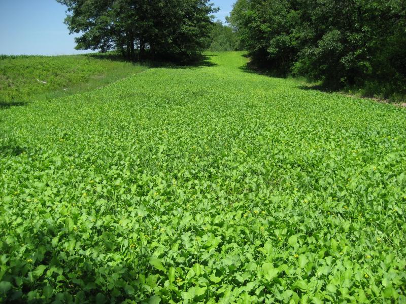 Brassica stand - field of green.