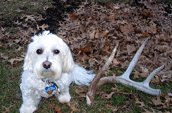 Brinkley the shed hunting dog.........