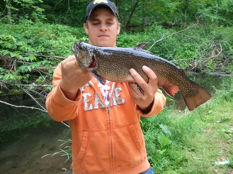 brook trout