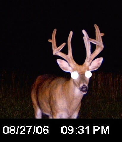 Brow tine buck, he was younger and I passed on him with bow. Probably shouldn't have since he never made another season..