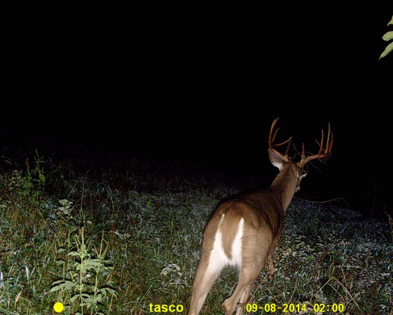 BUCK #1 14