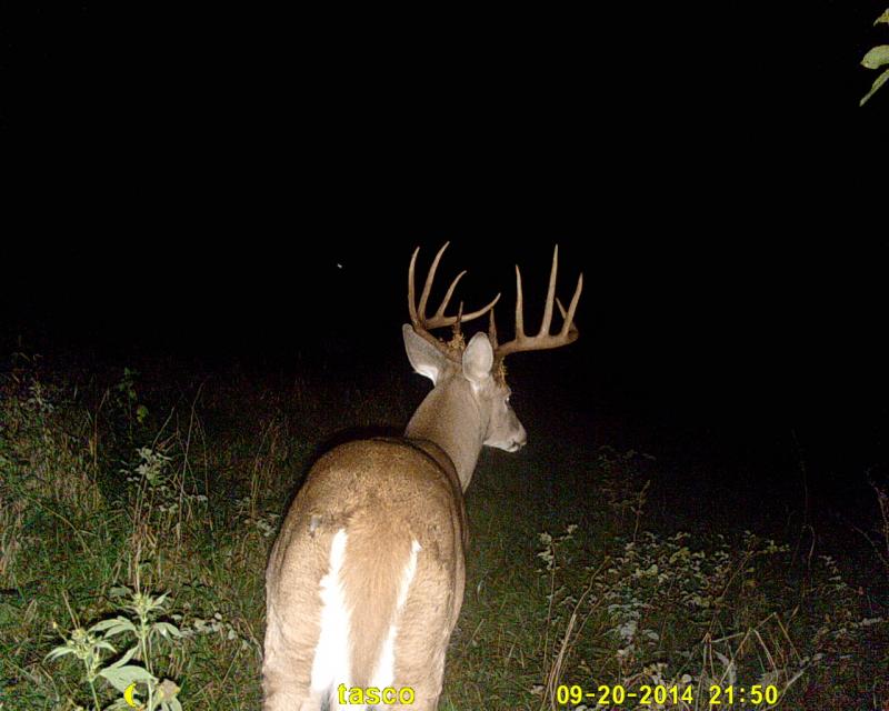 BUCK #1 16