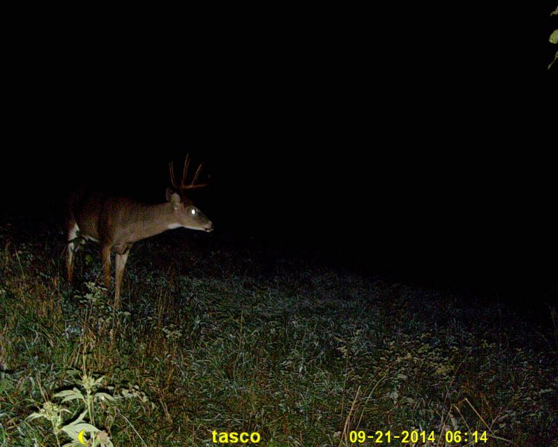 BUCK #1 17