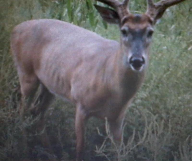 Buck 1   1a