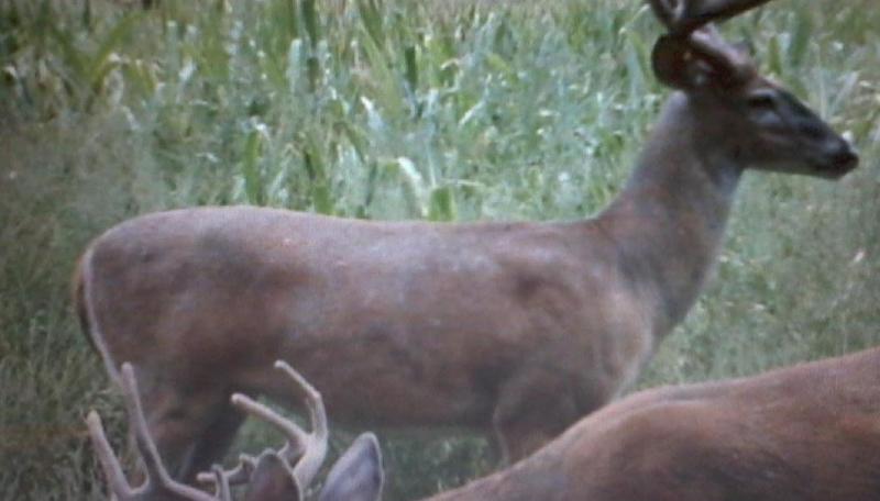 Buck 1   3a