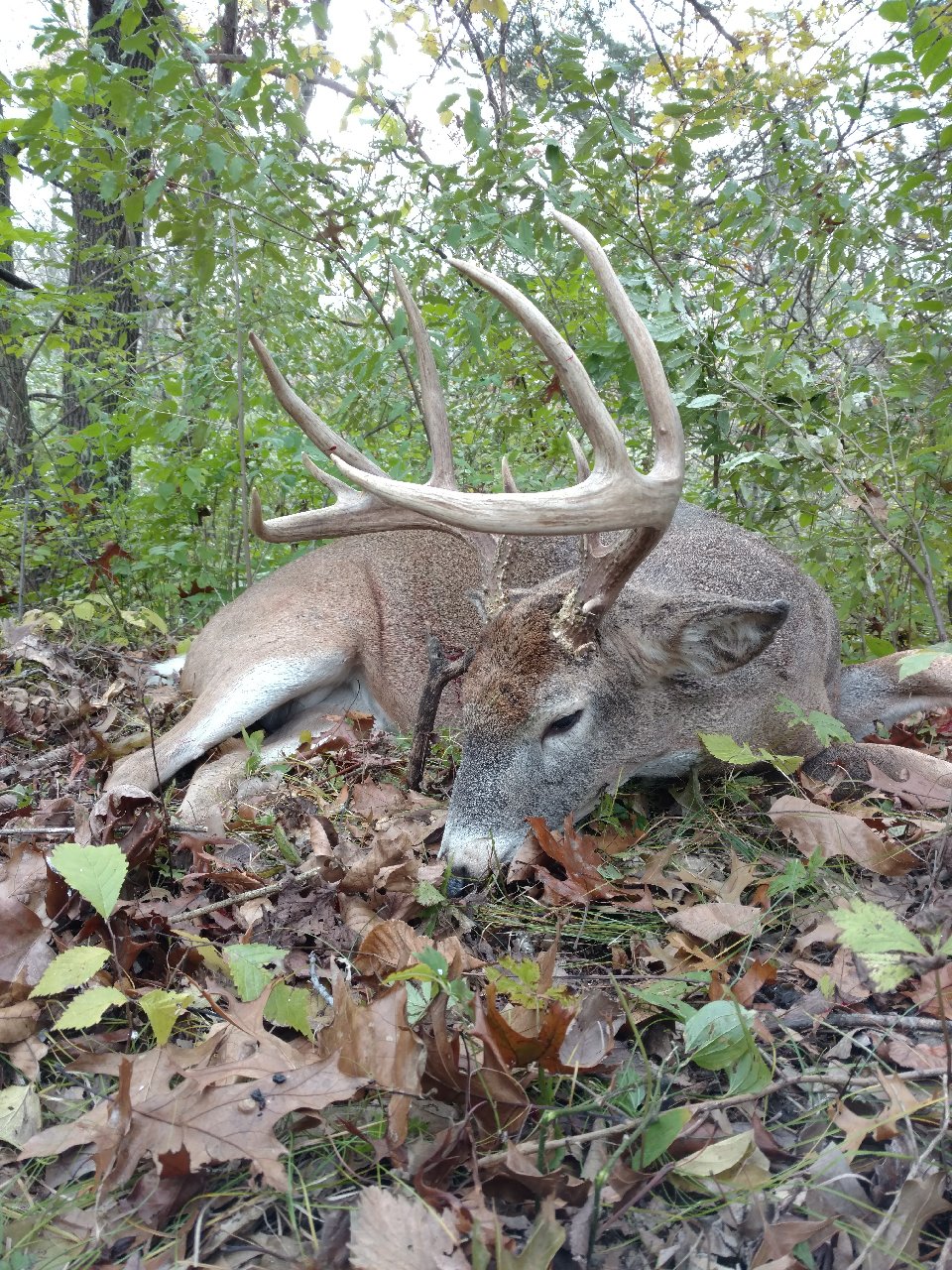 Buck #1 A