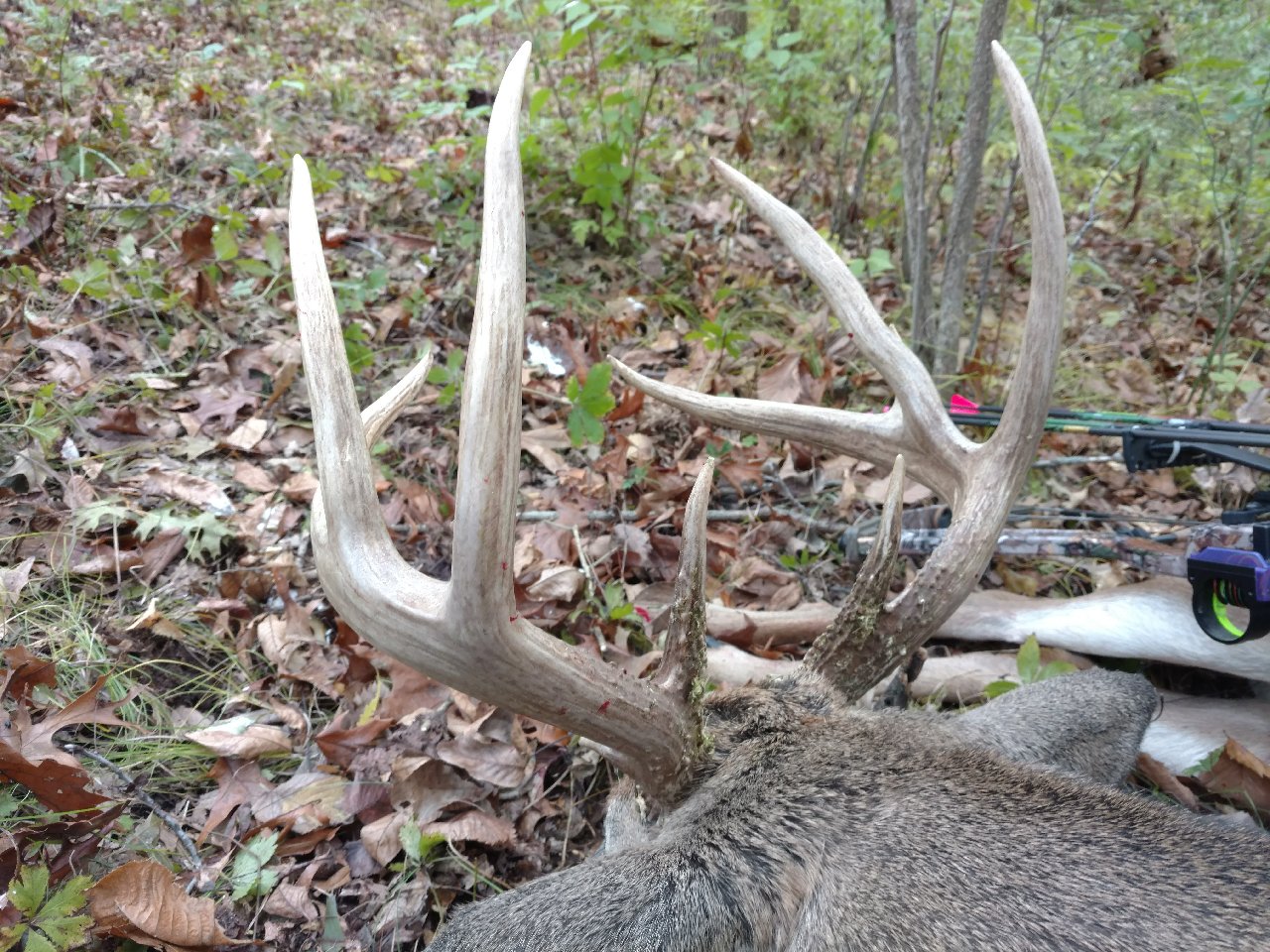 Buck #1 C