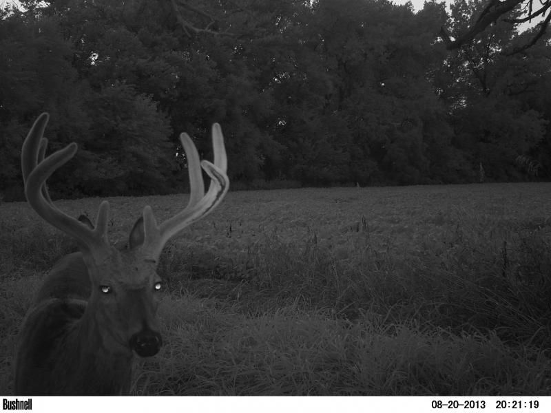 buck 2013