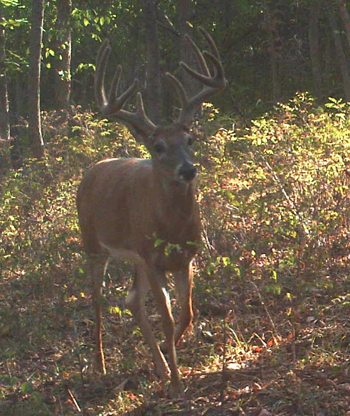 Buck i passed on 10:20:12