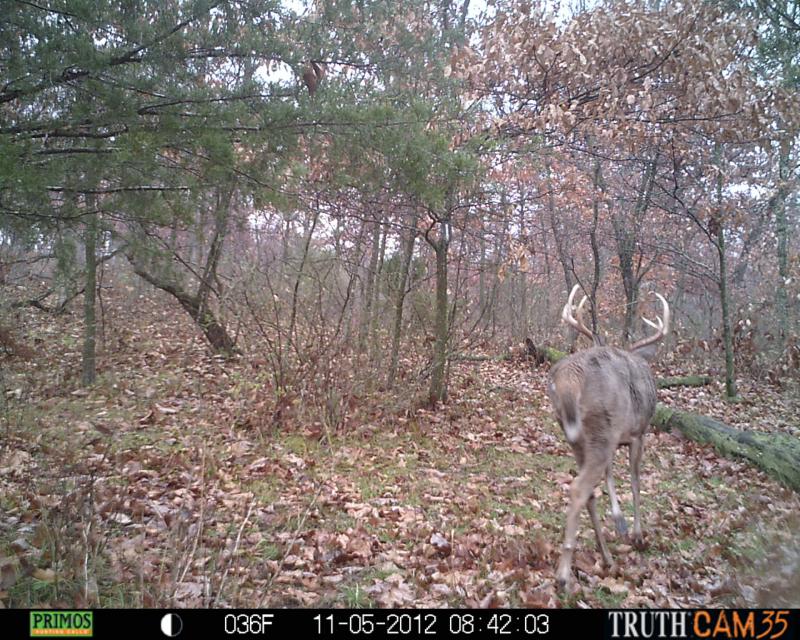 Buck that got away during Bow
