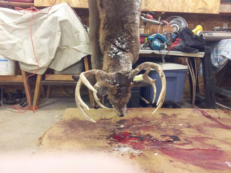 buck we found during gun comparing with one we shot