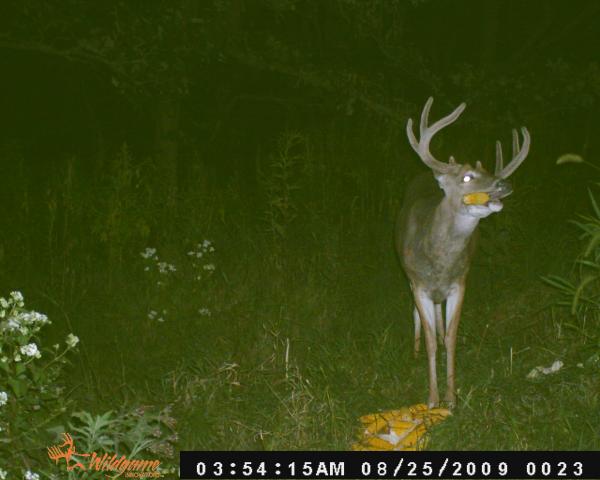 Buck with corn in his mouth