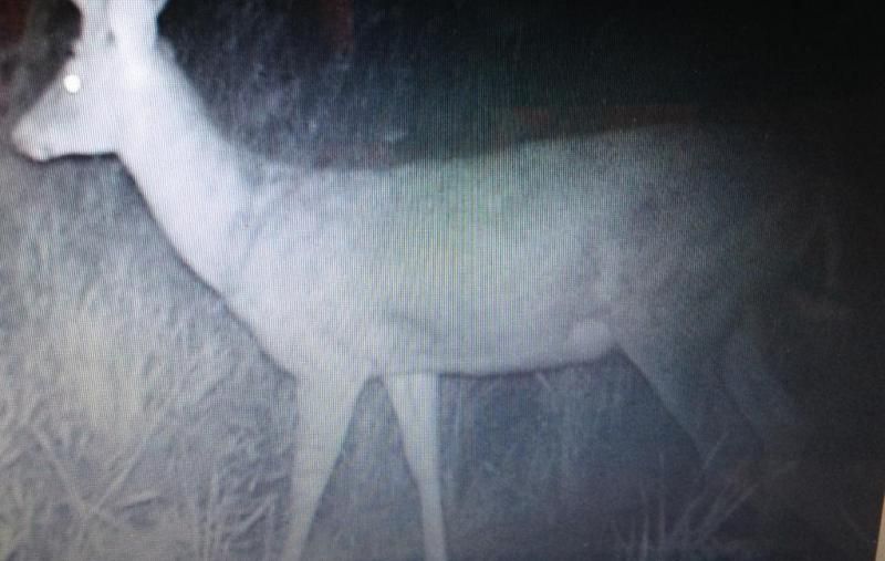 Buck yr 1 (2)