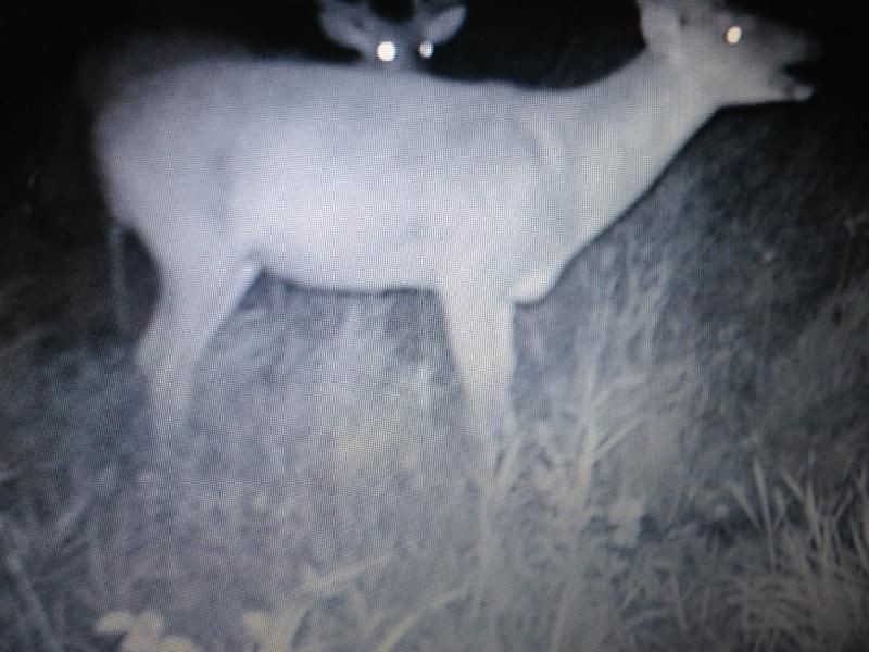 Buck yr 2 (2)