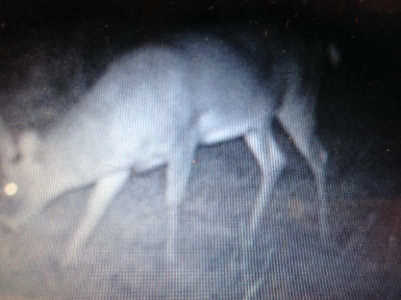 Buck yr 2 (6)