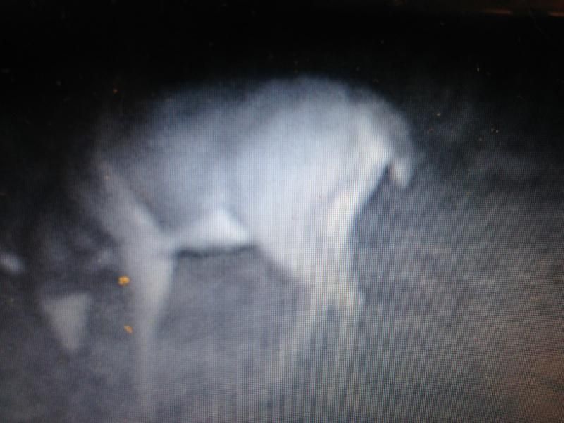 Buck yr 2 (8)
