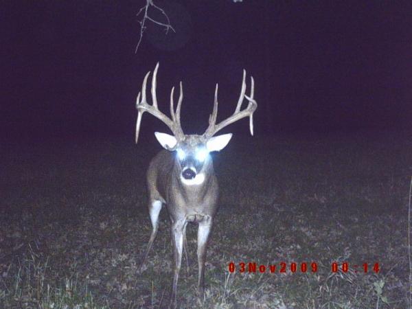 Buck