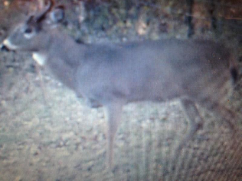 Buck1 (2)