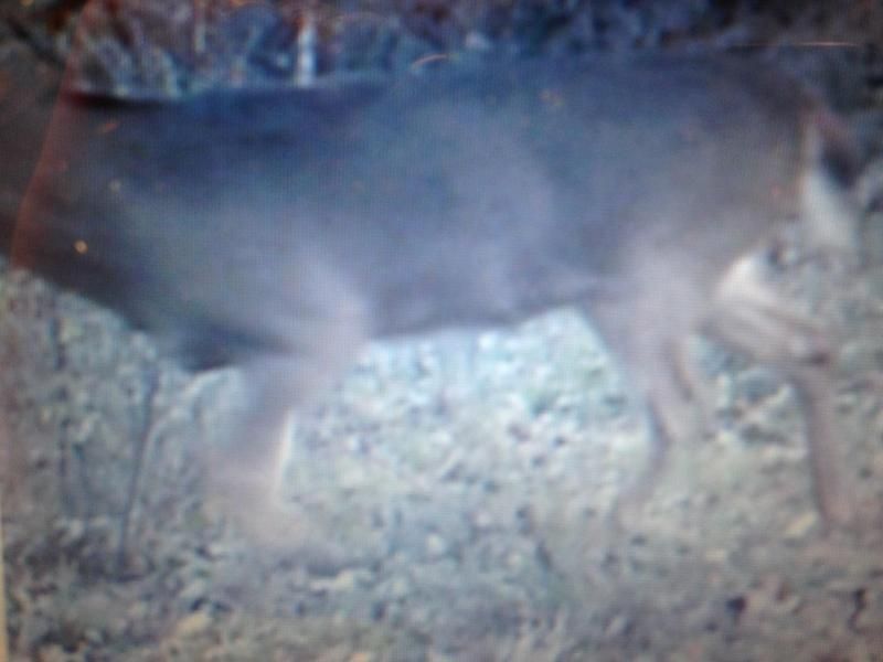 Buck1 (3)