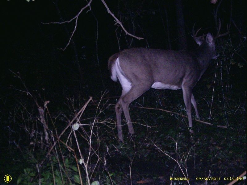 Buck1