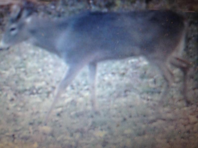 Buck2 (1)