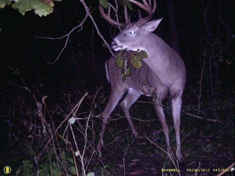 Buck2