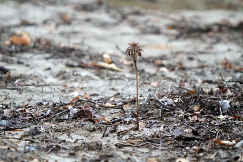 Buckeye Seedling