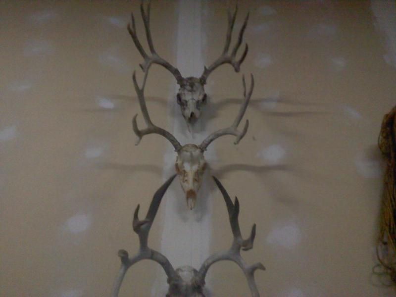 bucks from over the years starting from the top a 7x7 muley, then 4x4 muley, then a 5x7 muley last one is my favorite.