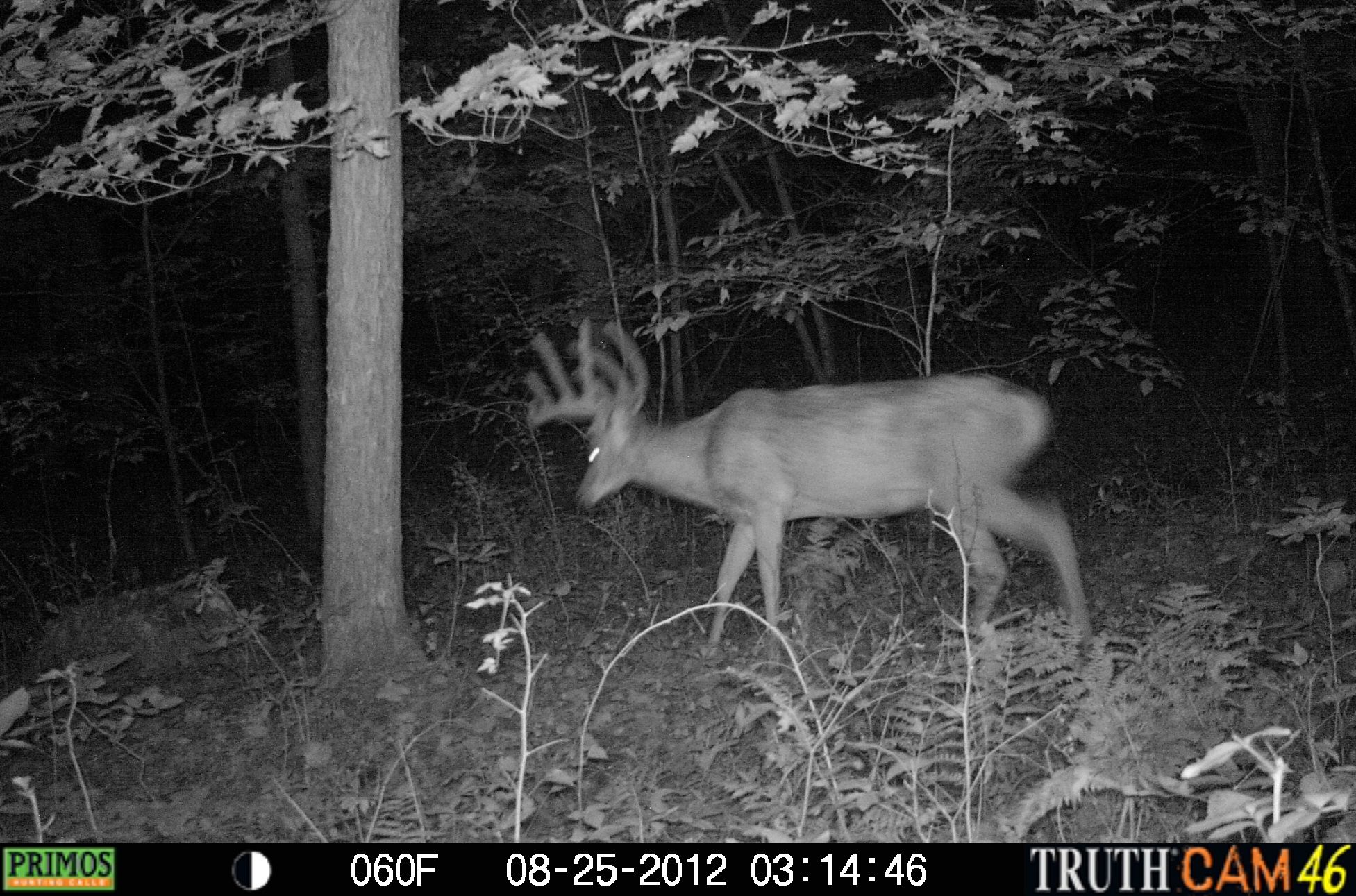 Bucks