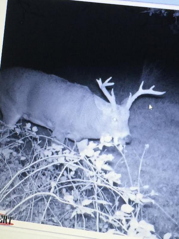 Bull